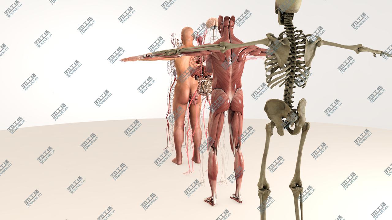 images/goods_img/20210313/3D model Complete Male Body Anatomy/5.jpg